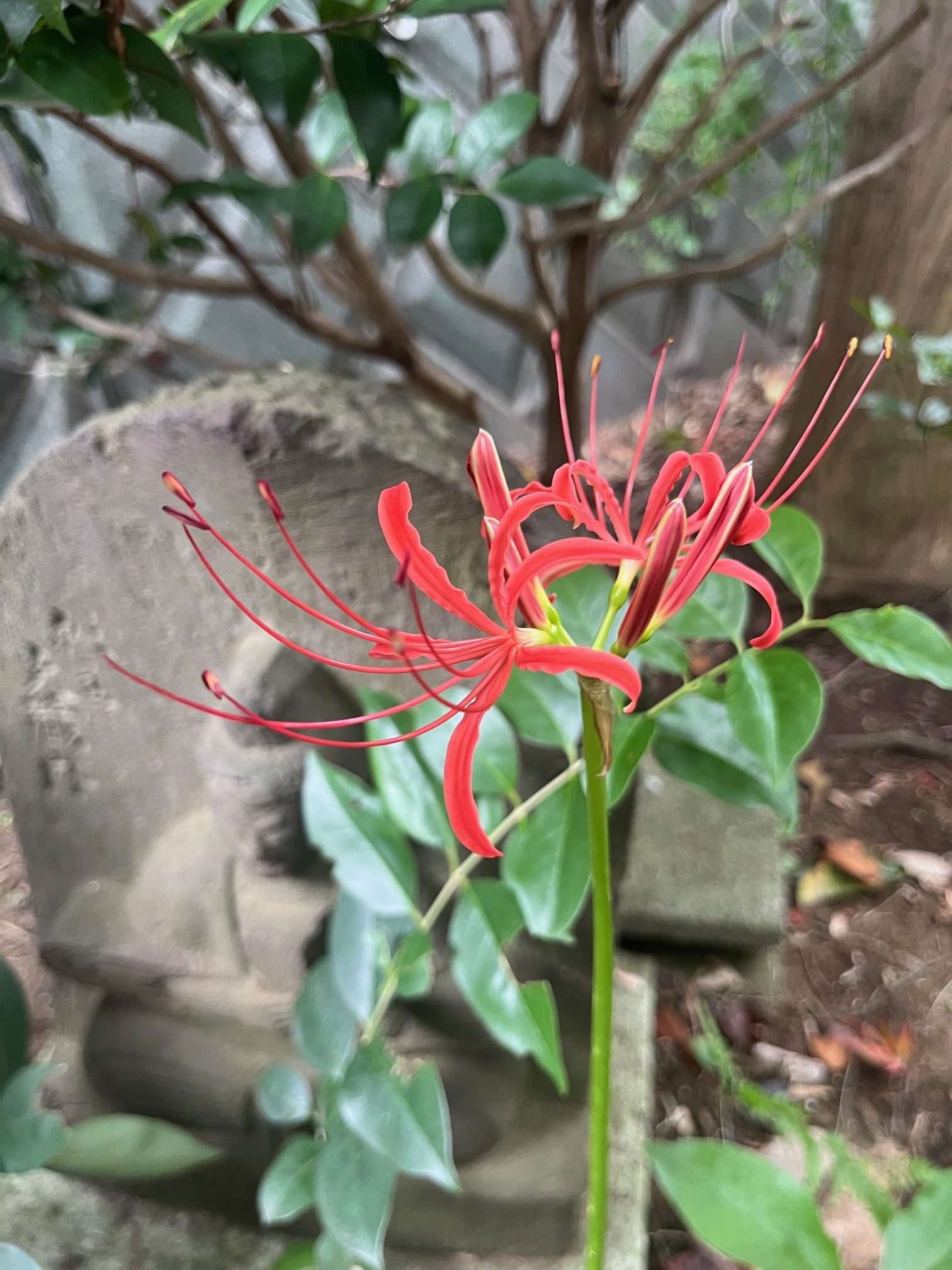 令和6年本覚寺秋彼岸彼岸花