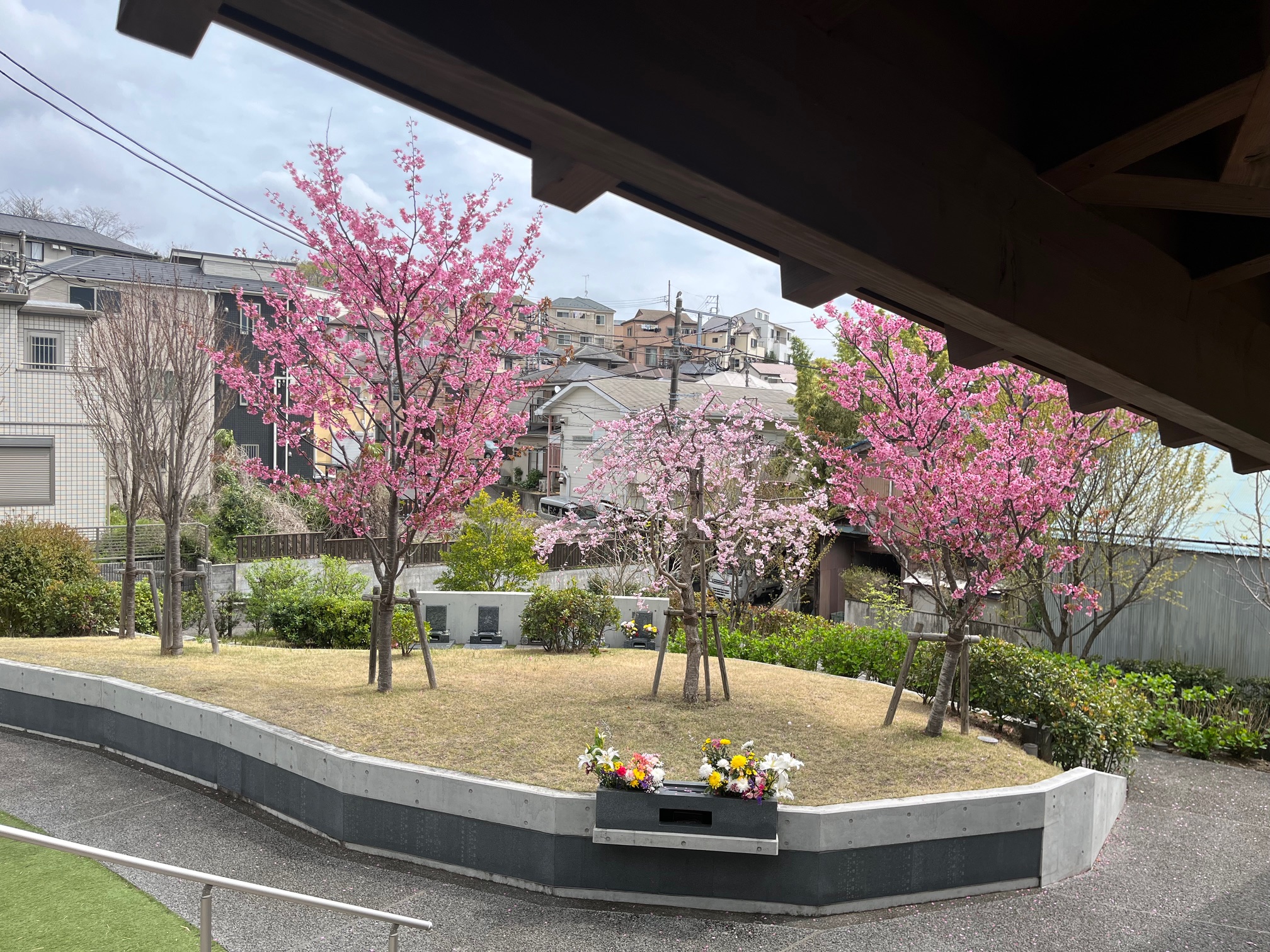 本覚寺桜開花